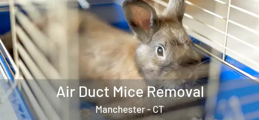  Air Duct Mice Removal Manchester - CT